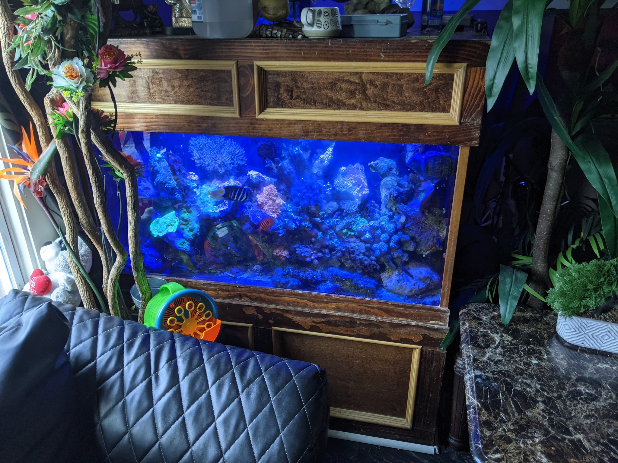 Custom saltwater aquarium in a home environment