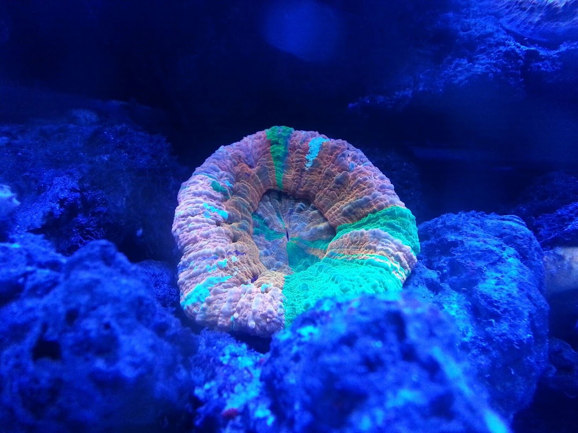 Close-up of vibrant coral in motion