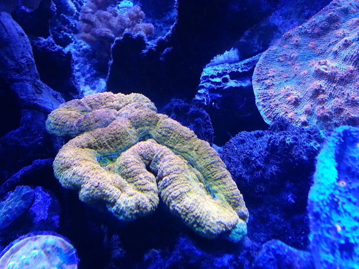 Detailed coral textures and color